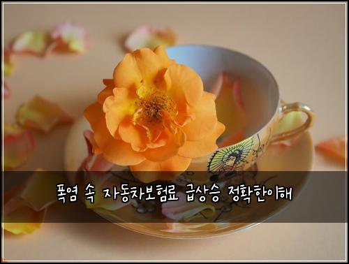 폭염 속 자동차보험료 급상승 정확한이해