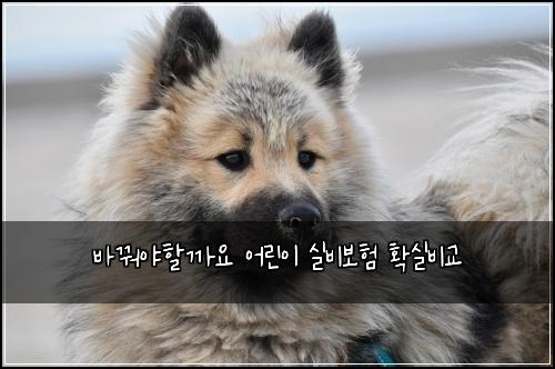 ๋ฐ๊ฟ์ผํ ๊น์ ์ด๋ฆฐ์ด ์ค๋น๋ณดํ ํ์ค๋น๊ต