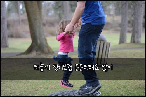 하늘애 정기보험 든든히해요  많이