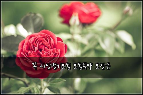 꼭 사망정기보험 보험특약  보장은
