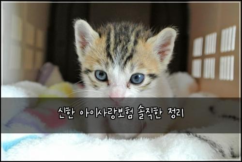 신한 아이사랑보험 솔직한 정리