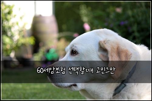 60세암보험 선택할때  고민그만