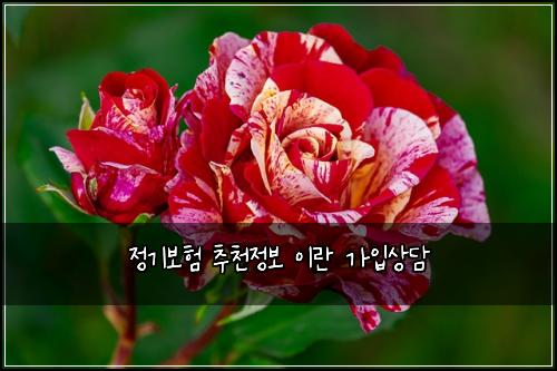정기보험 추천정보  이란 가입상담