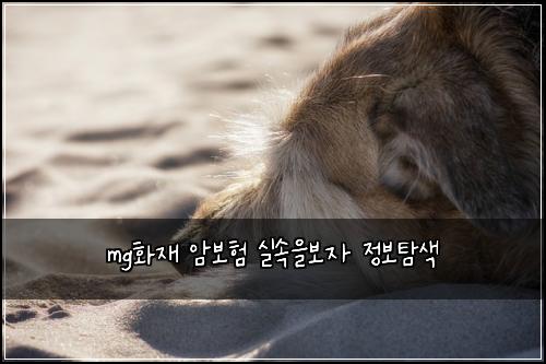 mg화재 암보험 실속을보자  정보탐색