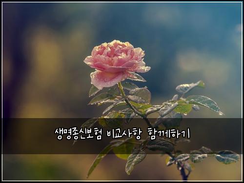 생명종신보험 비교사항  함께하기