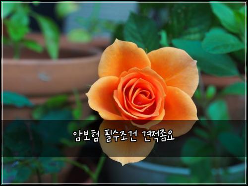 암보험 필수조건  견적좀요