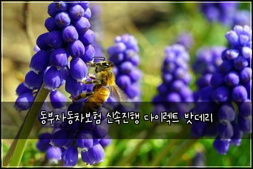동부자동차보험 신속진행  다이렉트 밧데리