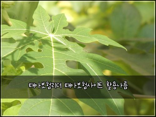 태아보험리더 태아보험사이트 활용나름