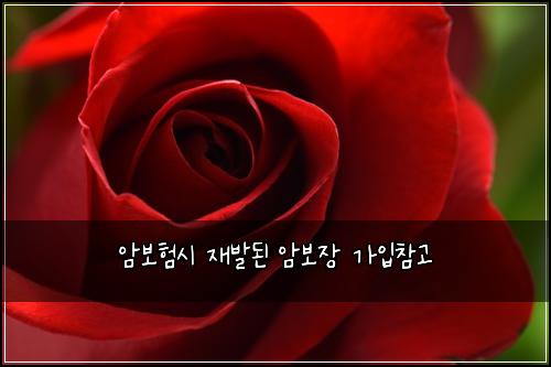 암보험시 재발된 암보장 가입참고