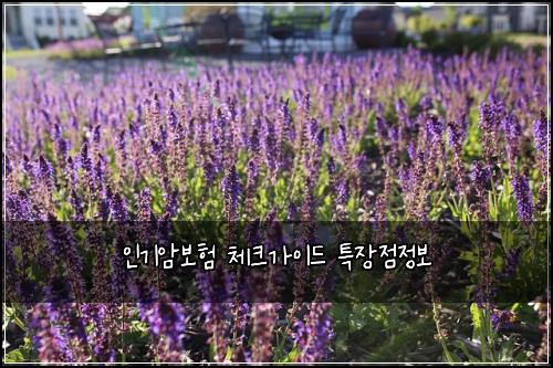 인기암보험 체크가이드  특장점정보