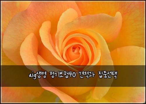 aig생명 정기보험40 견적과 집중선택
