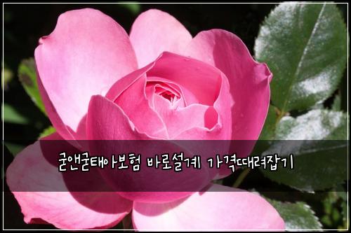 굳앤굳태아보험 바로설계  가격때려잡기