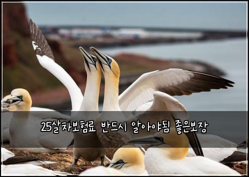 25살차보험료 반드시 알아야됨 좋은보장