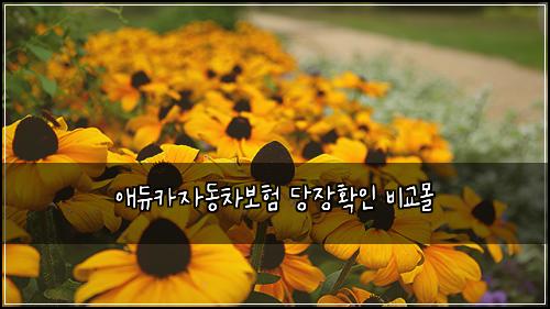 애듀카자동차보험 당장확인  비교몰