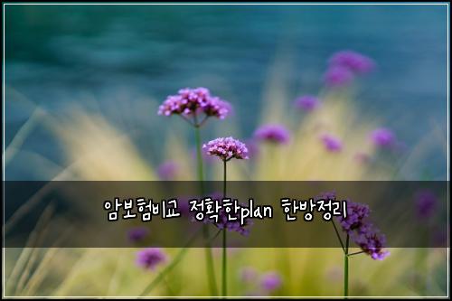 암보험비교 정확한plan 한방정리