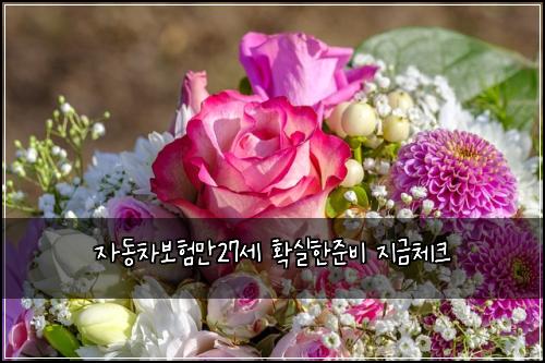 자동차보험만27세 확실한준비 지금체크