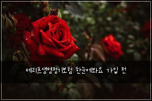 메리츠생명정기보험 한눈에봐요  가입 전