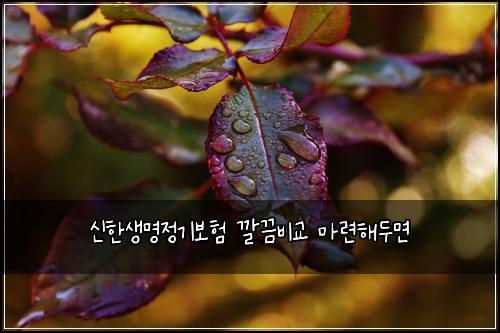 신한생명정기보험 깔끔비교  마련해두면