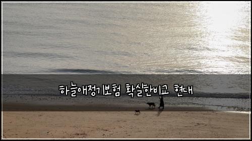 하늘애정기보험 확실한비교  현대