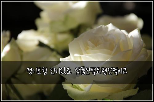 정기보험 인기있죠  상품선택요령견적비교