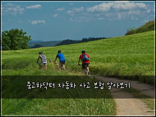 중고차닥터 자동차 사고 보험 알아보기