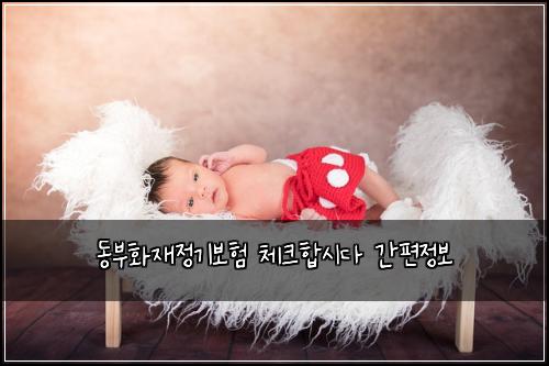 동부화재정기보험 체크합시다  간편정보