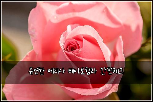 μ μ°ν λ©λ¦¬μ¬ νμ보νκ³Ό κ°νΈμ²΄ν¬