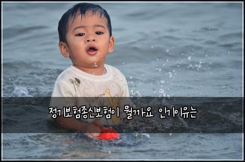 정기보험종신보험이 뭘까요 인기이유는