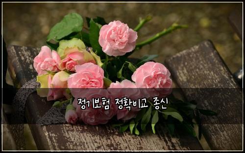 정기보험 정확비교  종신