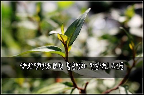 생명소멸형정기보험 활용법과 현실적인 고민들