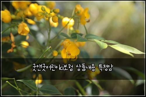 굿앤굿어린이ci보험 상품내용  특정암