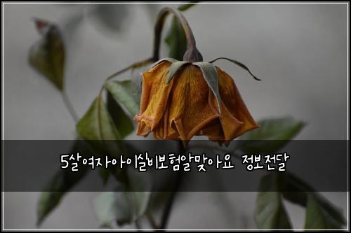 5살여자아이실비보험알맞아요 정보전달