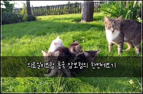 의료실비보험 흥국 암보험의 한번에보기