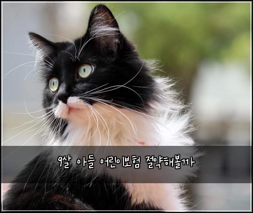 9살 아들 어린이보험 절약해볼까 