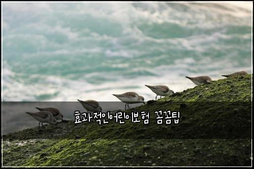 효과적인어린이보험 꼼꼼팁 