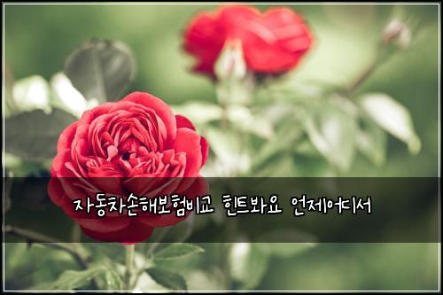 자동차손해보험비교 힌트봐요 언제어디서