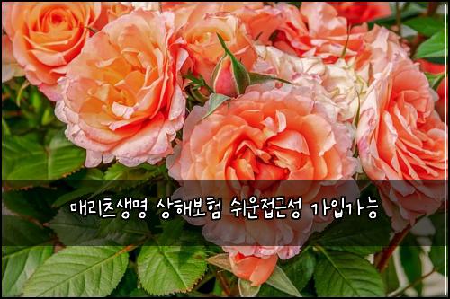 매리츠생명 상해보험 쉬운접근성  가입가능