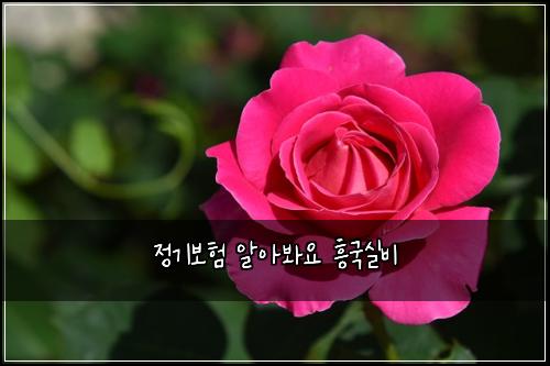 정기보험 알아봐요  흥국실비