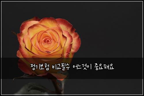 정기보험 비교필수  어느것이 중요해요