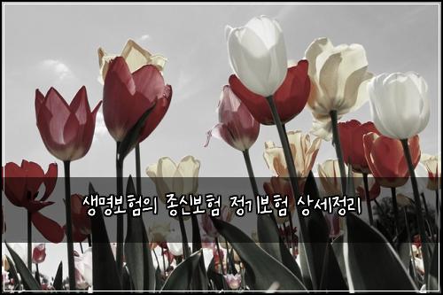 생명보험의 종신보험 정기보험 상세정리