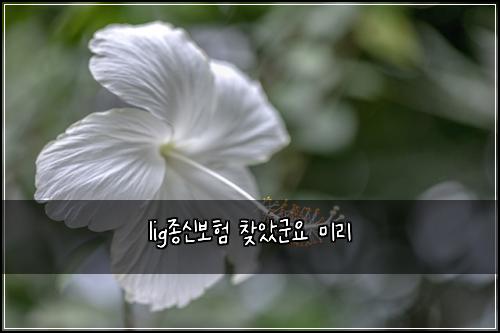 lig종신보험 찾았군요  미리