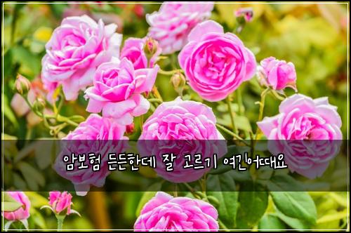암보험 든든한데  잘 고르기 여긴어때요