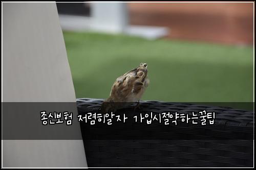 종신보험 저렴히알자  가입시절약하는꿀팁
