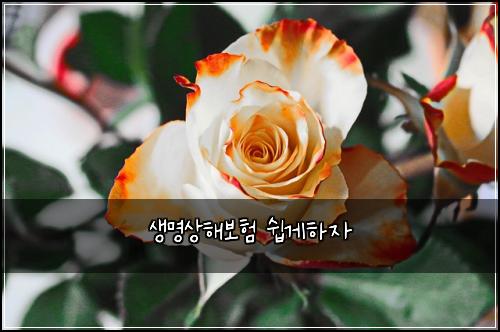 생명상해보험 쉽게하자  