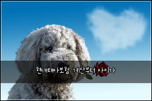 현대태아보험 계산부터  아이가