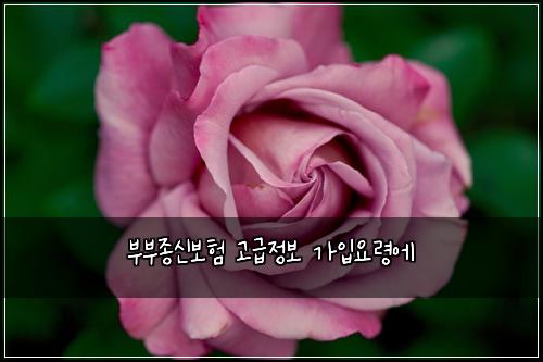 부부종신보험 고급정보  가입요령에
