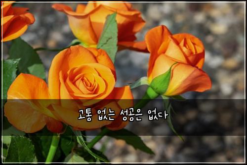 고통 없는 성공은 없다