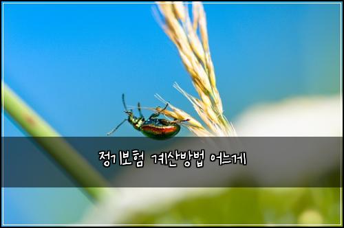 정기보험 계산방법  어느게