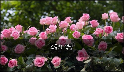 오늘의 색상