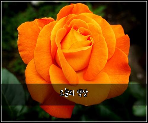 오늘의 색상